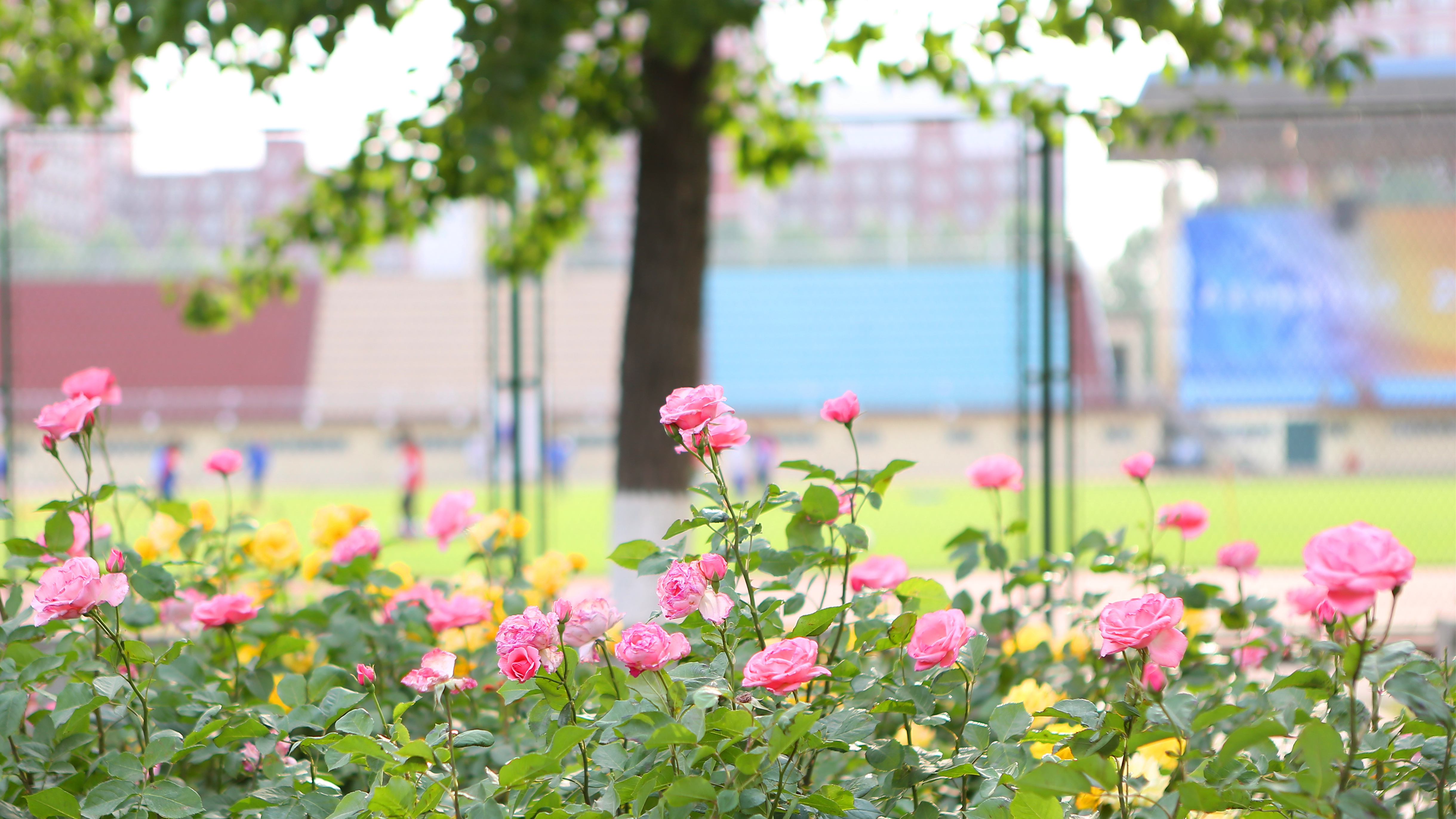 【杏坛教育经济学术沙龙2026.3.31】