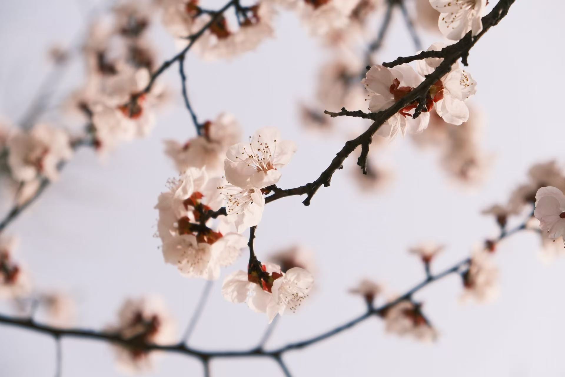 【杏坛教育经济学术沙龙2026.4.21】